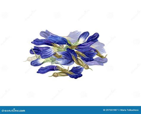 Handful Of Dried Clitoria Flowers Buds For Healthy Drink Anchan