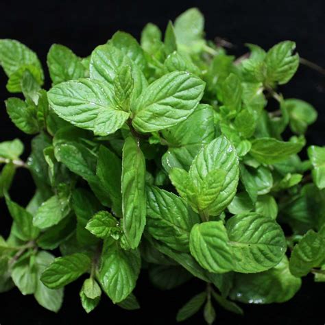 Mint Leaves 100gms Pack Freshdeals Supermarket