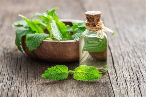 мелисса - Сток картинки - iStock