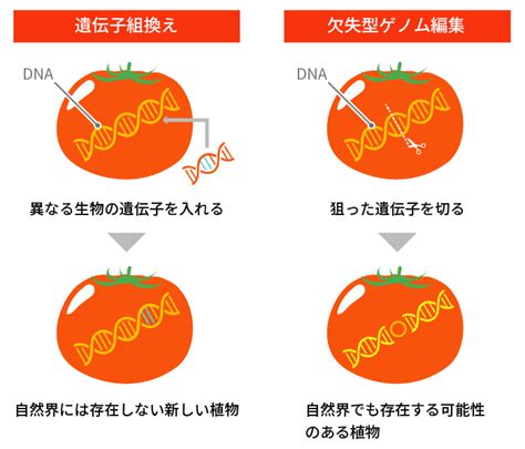 ゲノム編集とは？ー遺伝子組換えとの違いー