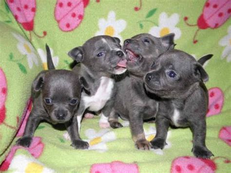 Tecup Tiny Little Blue Fawn Chihuahua puppies registered papers trade ...