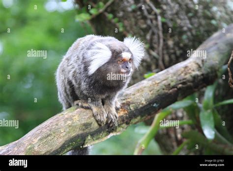 Monkey Animal São Conrado Rio De Janeiro Brazil Stock Photo Alamy