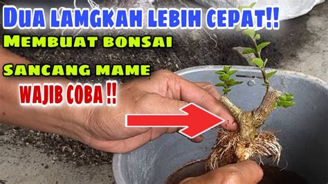 Cara Membuat Bonsai Sancang Mame Lebih Cepat Ini Salah Satu Caranya