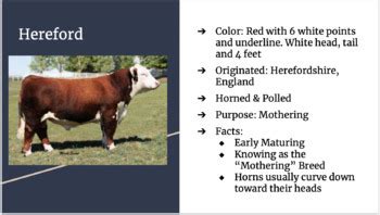 Breeds of Beef Cattle Slides - Breeds of Livestock Series | TPT