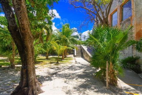 Selva Tropical Con Palmeras En Un Día Soleado El Rey Cancún México