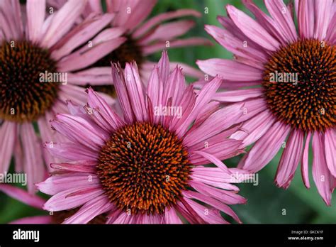 Some Pink Coneflower Closeup Asteraceae Echinacea Stock Photo Alamy