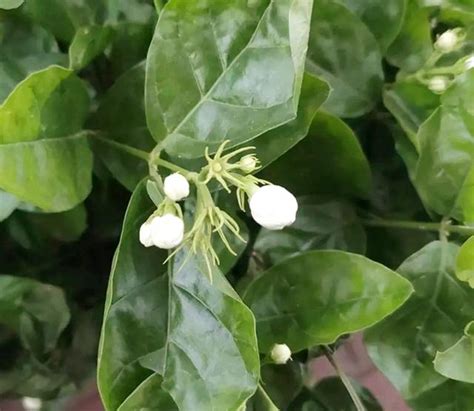 夏養茉莉花，這4件事沒做好，難怪不開花，趕緊做好來 每日頭條