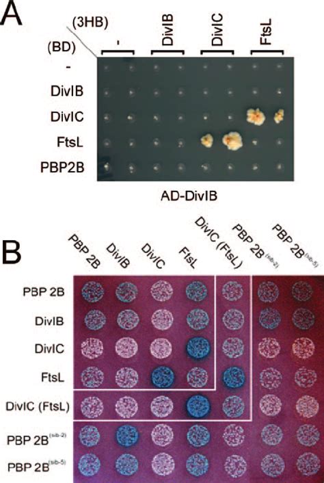 Yeast Three Hybrid And Bacterial Two Hybrid Interaction Assays A