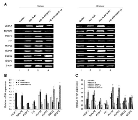 Rt Pcr Analysis Of Human And Chicken Angiogenic Factors Mrna