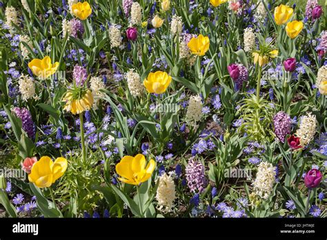 Blumenbeet Von Verschiedenen Arten Von Farbigen Hyazinthen Tulpen Und