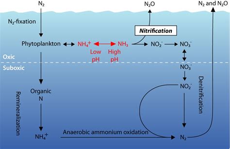 Nitrogen Cycle Ocean