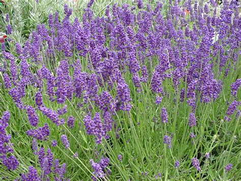 Lavandula Angustifolia Hidcote Gardensonline