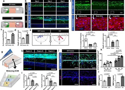 Endothelial Regulation Of Evt Invasion A Endothelial Contribution To