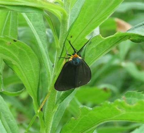 Virginia Ctenucha Moth From Helen W Buckner Memorial Preserve At Bald