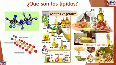 Lipidos Biologia