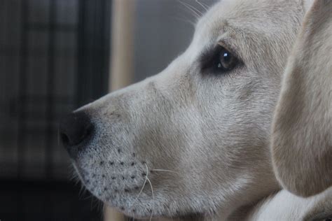 Tara Gdb Puppy In Training 5 Months Puppies Dog School Guide Dog