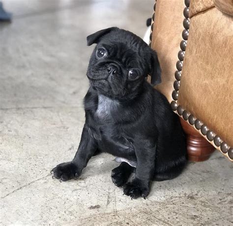 Buy Black Pug Puppies for Sale in Delhi NCR, India At Best Prices