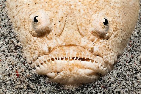 Stargazer Fish Stock Photos, Pictures & Royalty-Free Images - iStock