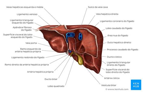 Fígado e vesícula biliar Anatomia localização e função Kenhub