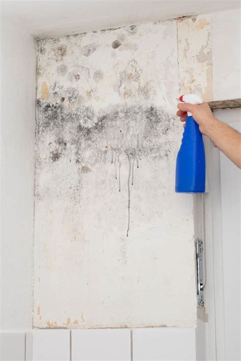 how to clean wall mold