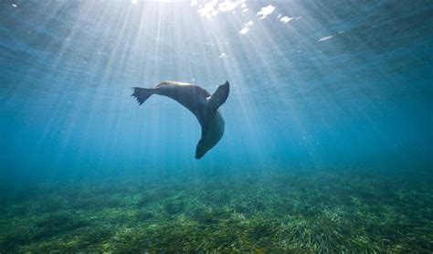 Secrets of the Australian sea lion revealed - Australian Geographic