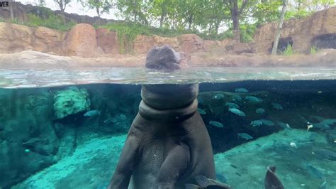 RAW VIDEO: World-Famous Hippo Fiona Celebrates 7th Birthday 2/2