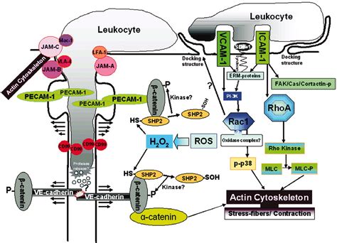 Signaling In Leukocyte Transendothelial Migration Arteriosclerosis Thrombosis And Vascular