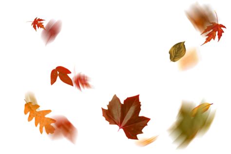 🥇 Image of autumn png autumn leaves backgrounds nature overlay leaf ...