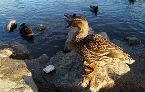 Free Images Nature Wing Pond Wildlife Wild Beak Fauna Duck