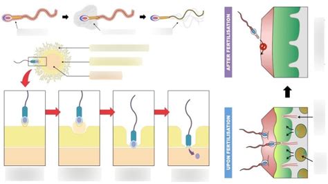 Human Fertilization Diagram | Quizlet