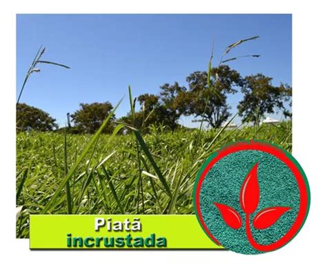 Sementes Incrustadas Kg Brachiaria Piat P Formar Pastagem