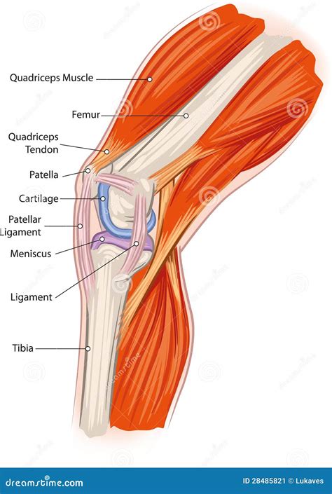 Knee anatomy stock vector. Image of anatomy, healthcare - 28485821