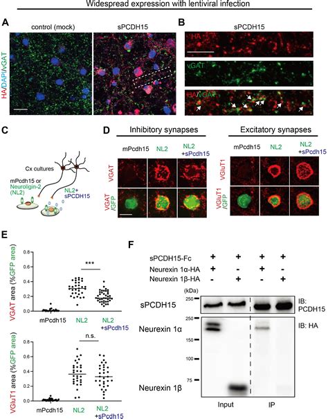 Neuronal Sam68 Differentially Regulates Alternative Last Exon Splicing