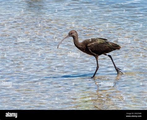 Adult White Faced Ibis Plegadis Chihi Foraging In Tidal Estuary San