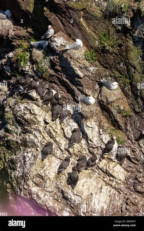 guillemot nesting on a sea stack at St Abbs, Scotland Stock Photo - Alamy