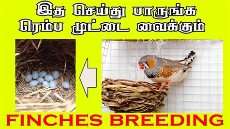 Finches Breeding And Caring Tips In Tamil Youtube