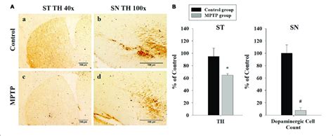 Immunohistochemistry Analysis Of Tyrosine Hydroxylase Expression In Download Scientific