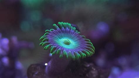 Radioactive Dragon Eye, my favorite zoanthid of all time. Others may