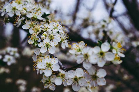 How To Fertilize A Plum Tree