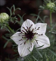 89 Nigella Sativa Benefits Ideas Nigella Sativa Nigella Black Seed Oil