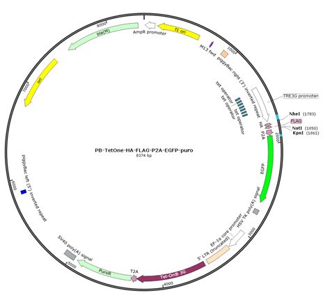 PB TetOne HA FLAG P2A EGFP puro诱导型PiggyBac转座子质粒 质粒载体 ATCC DSM CCUG 泰斯拓生物