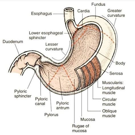 nursing association  instagram anatomy  stomach follow