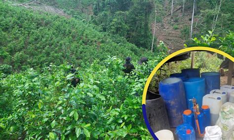 Aseguran plantación de coca viveros y narcolaboratorio en montaña de