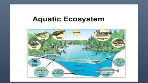 Lecture Compartmentalization Of Ecosystem Pptx