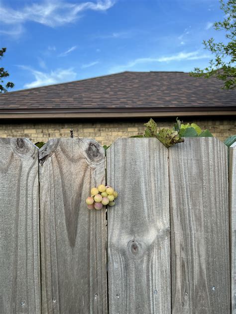 My neighbor’s grapes growing through the fence : mildlyinteresting