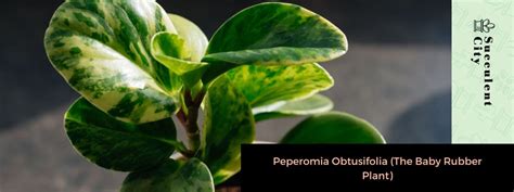 Descubre Por Qu La Peperomia Obtusifolia Es La Planta Joven Del