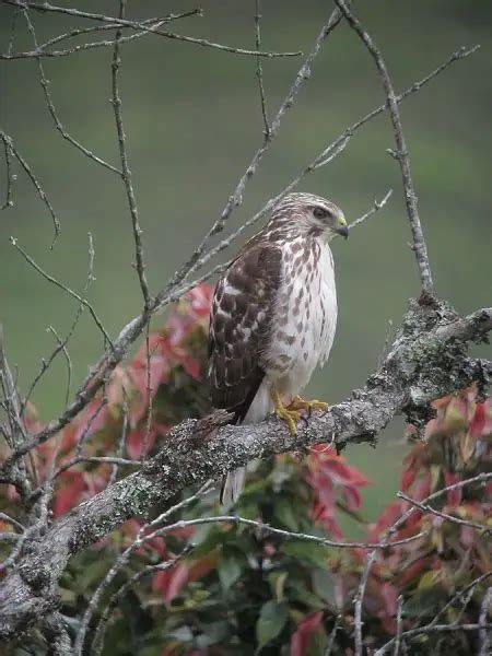 Buteo platypterus Fakta føde habitat og billeder på Animalia bio