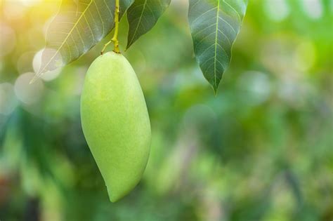 Buah Mangga Hijau Segar Tergantung Dari Cabang Taman Pohon Mangga Dan ...