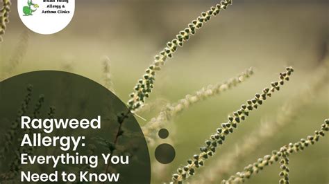 Ragweed Allergy Everything You Need To Know