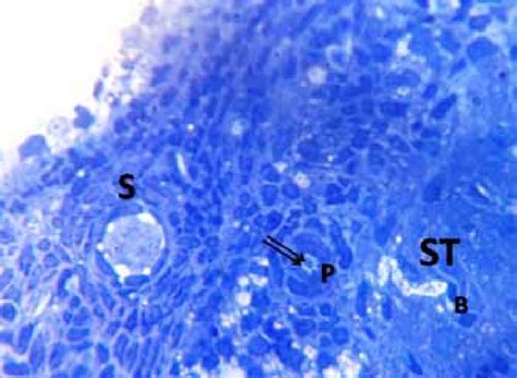 A Photomicrograph Of A Semithin Section In Ovary Of An Adult Control